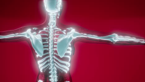 Cuerpo-Humano-Transparente-Con-Huesos-Visibles